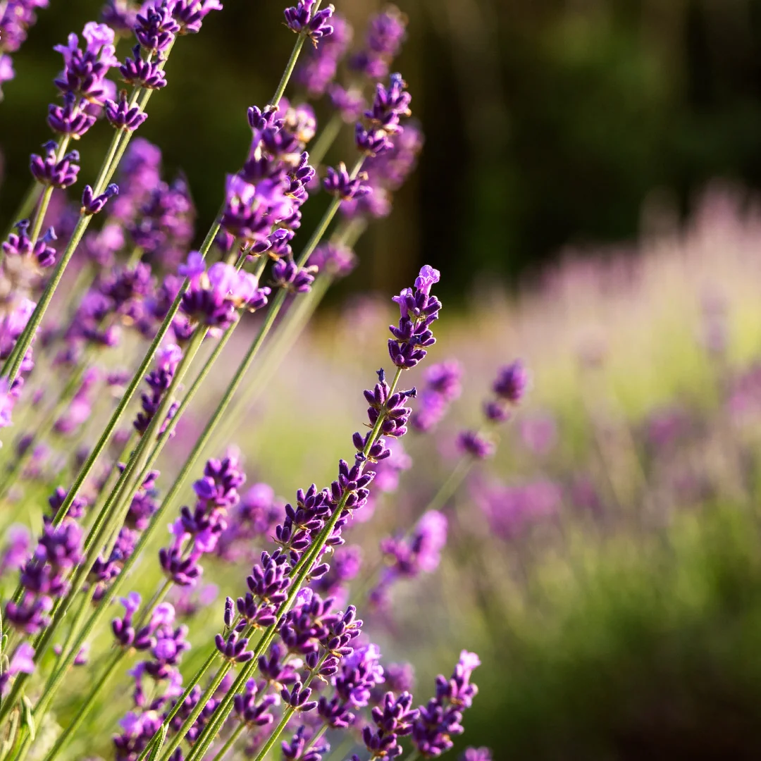 Projeto Splendouro Village da Nhdesign: Foto de lavanda.